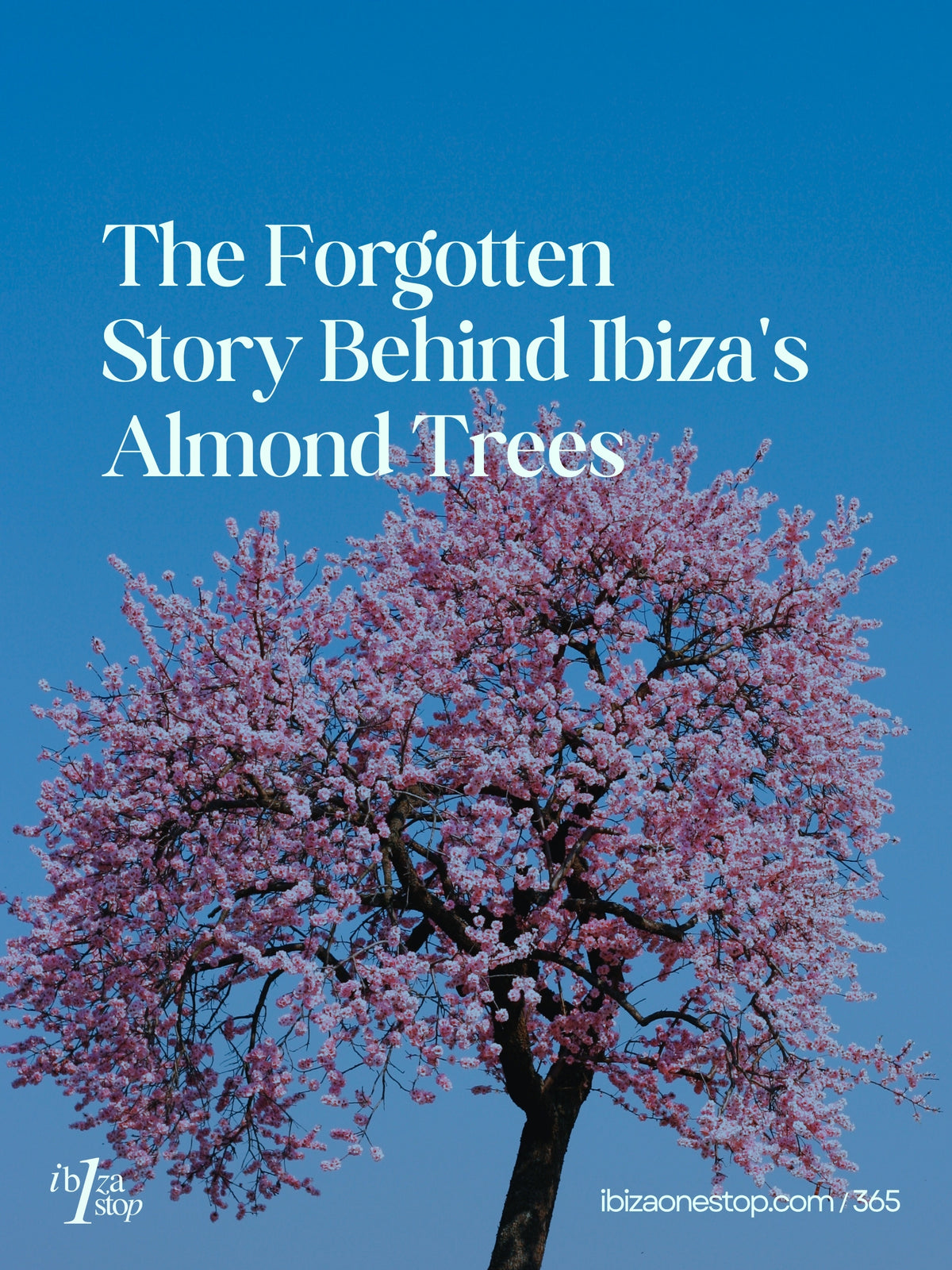 The Forgotten Story Behind Ibiza's Almond Trees