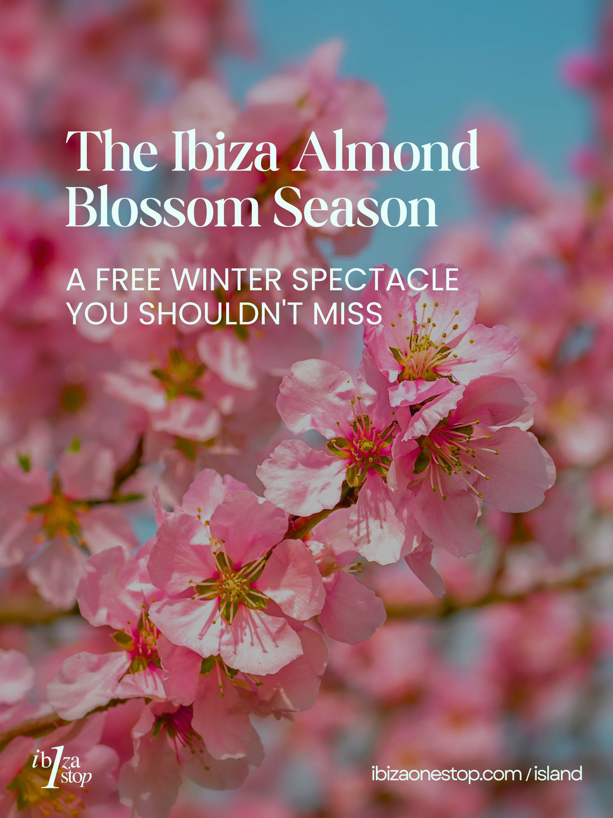The Ibiza Almond Blossom Season: A Free Winter Spectacle You Shouldn't Miss