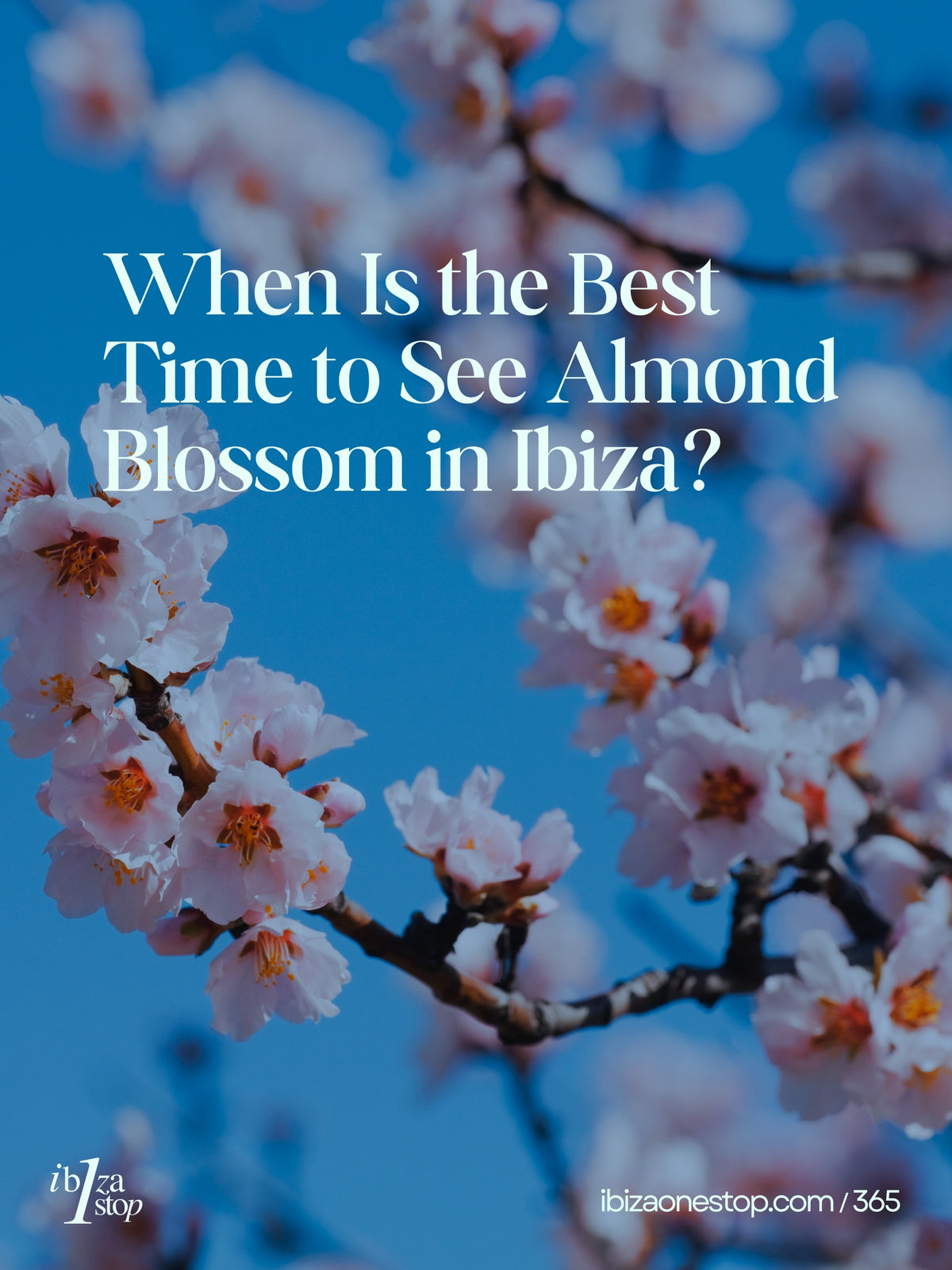 When Is the Best Time to See Almond Blossom in Ibiza?