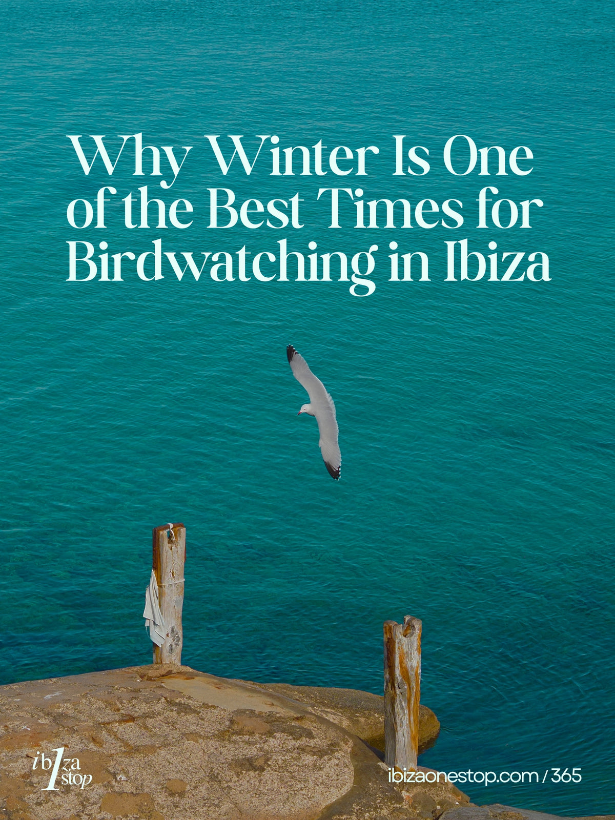 Why Winter Is One of the Best Times for Birdwatching in Ibiza