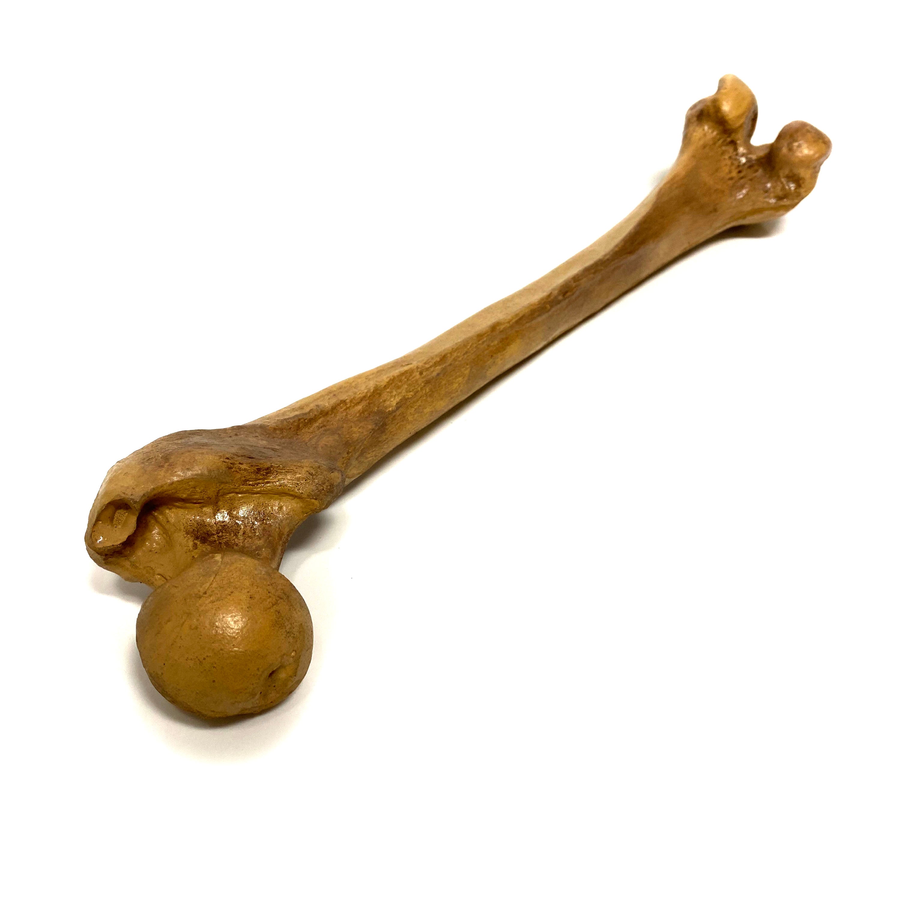 Femur Bone Special Effects Prop Clean By Prop Money Inc.