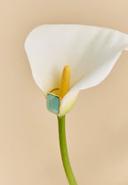 Anillo Stardust Aguamarina