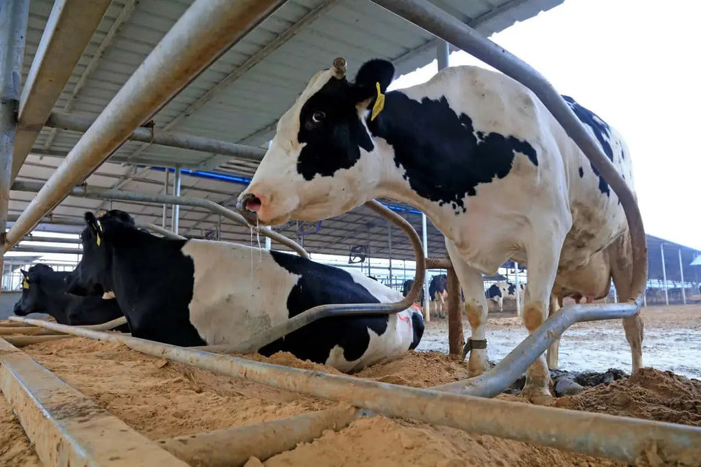 Bentonita Calcica Agricultura
