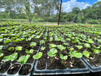 Blaq Soul, Costa Rica