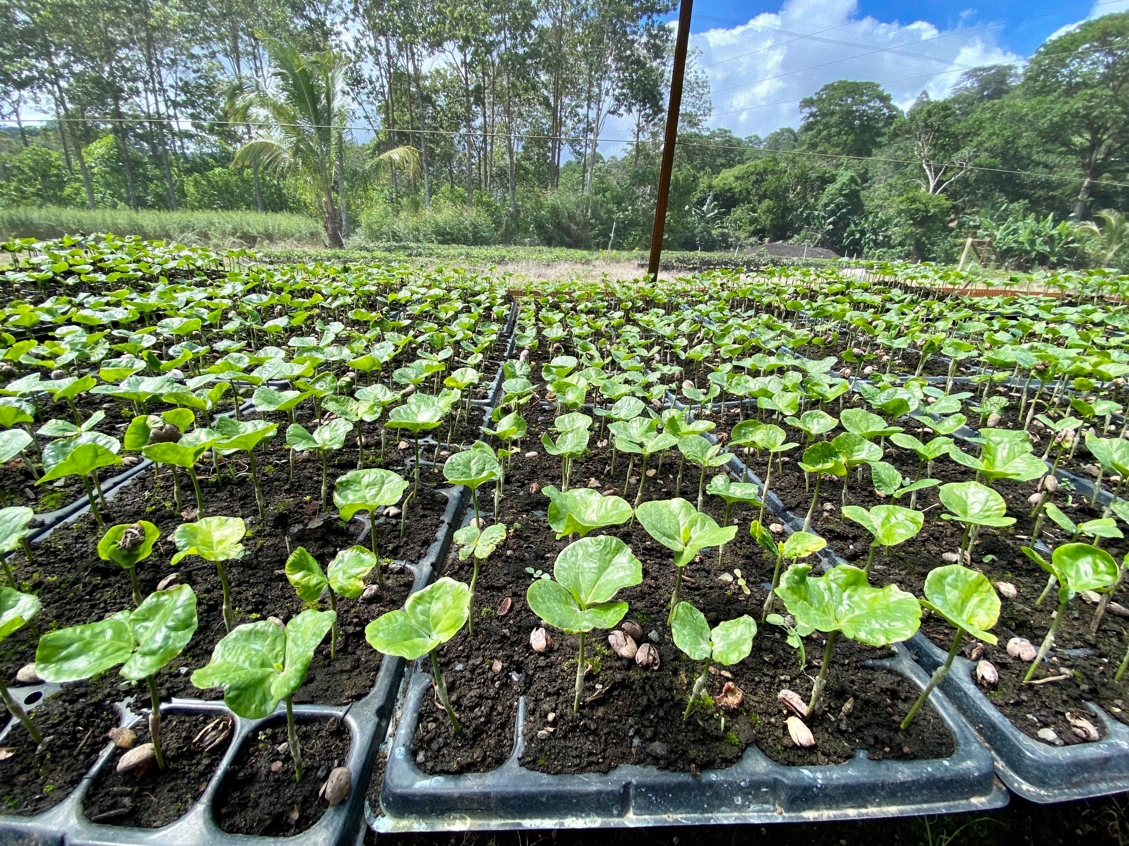 Blaq Soul, Costa Rica