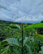 Black Diamond (Black Honey), Costa Rica
