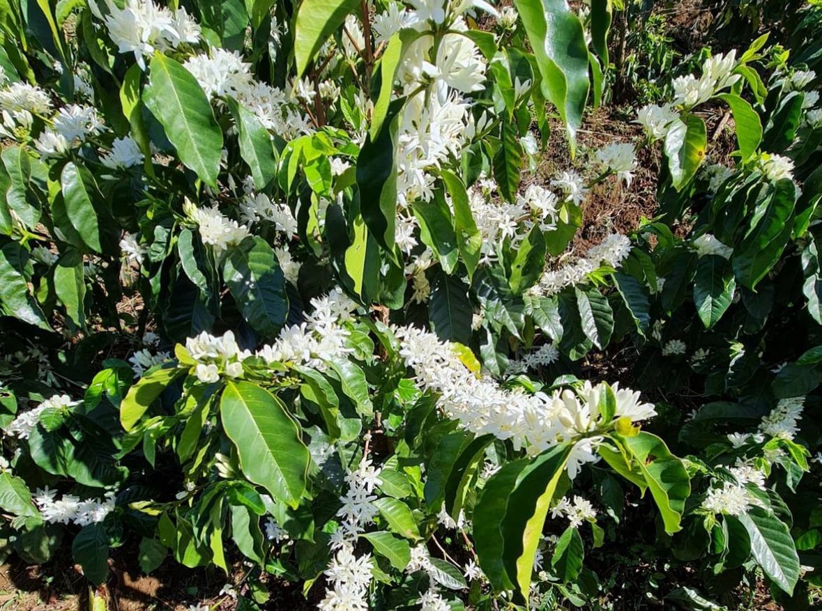 Black Diamond (Black Honey), Costa Rica