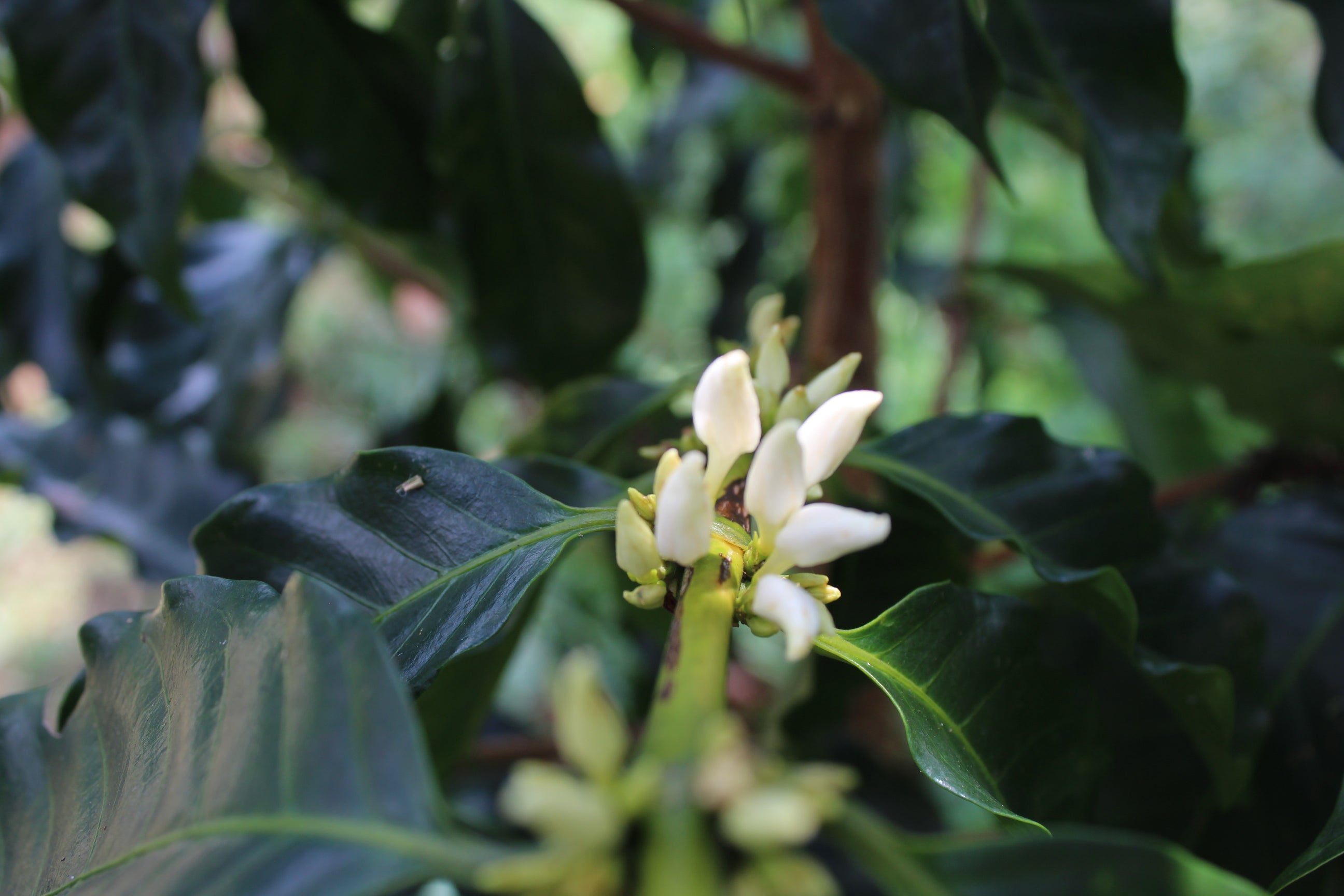 El Vergel Decaf (Natural), Colombia