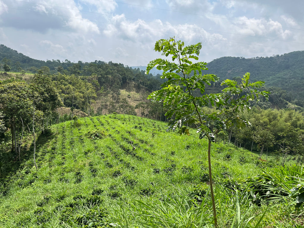 El Vergel Decaf (Natural), Colombia