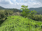 El Vergel Decaf (Natural), Colombia