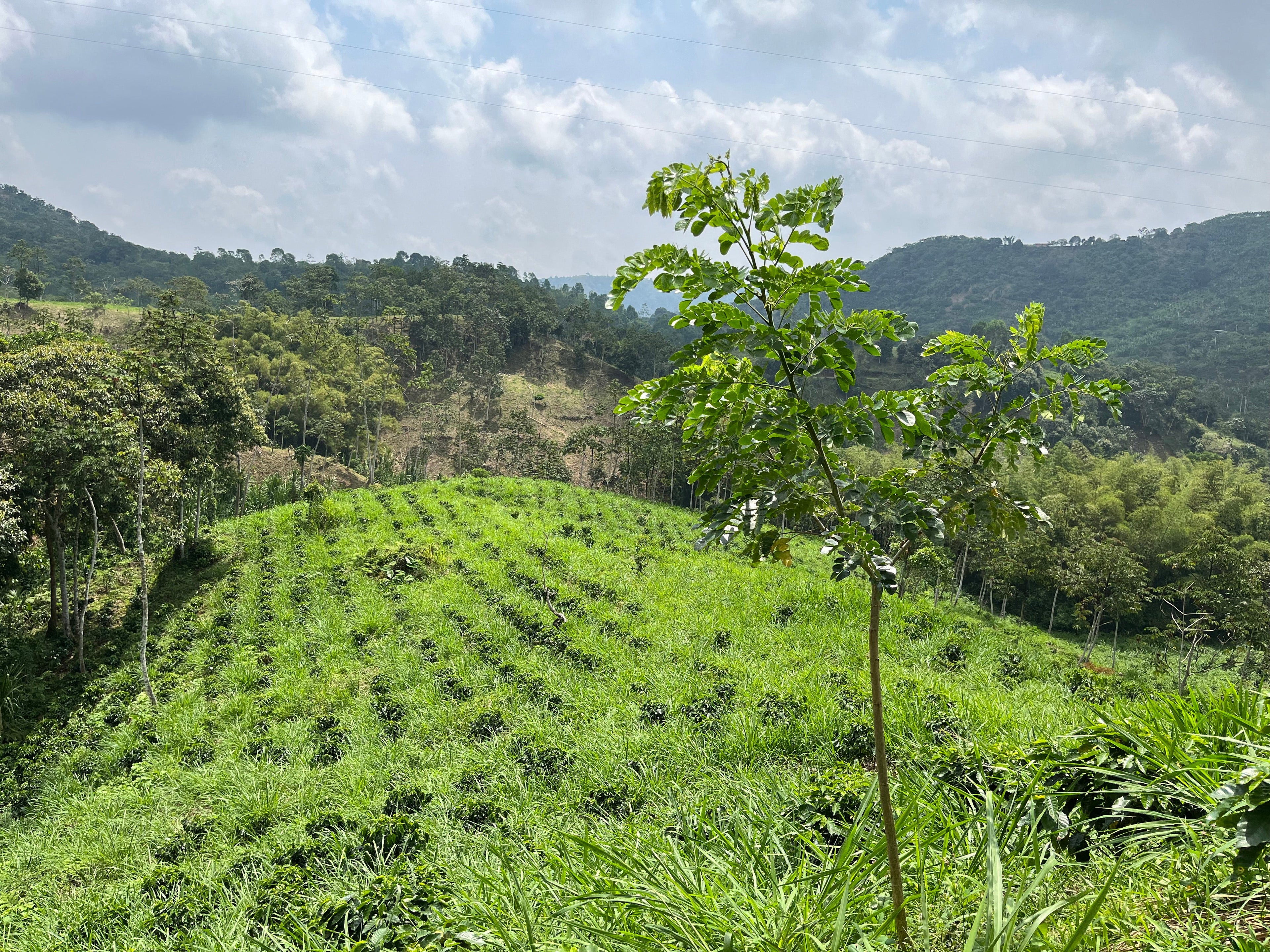 El Vergel Decaf (Natural), Colombia