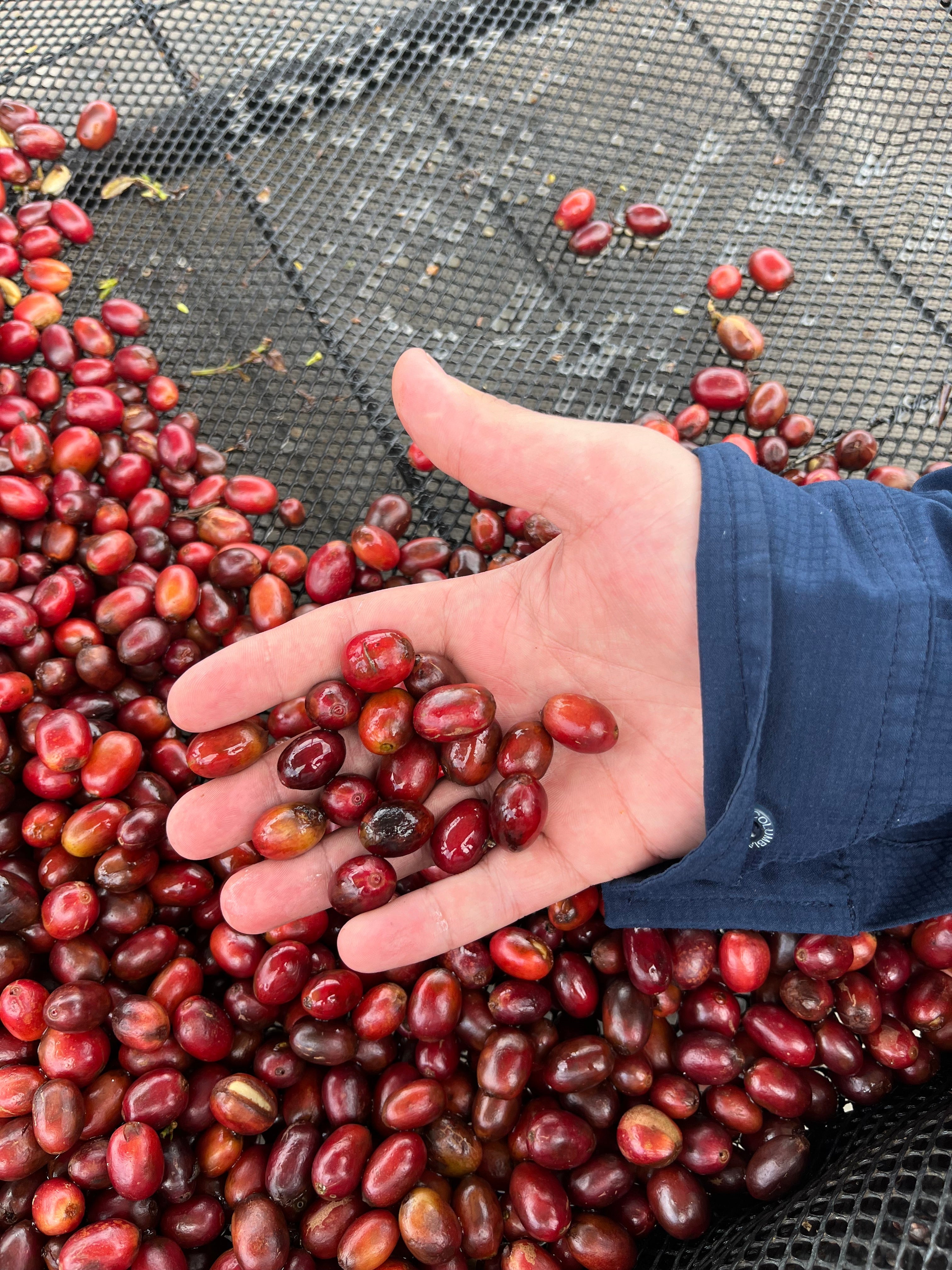 El Vergel Decaf (Natural), Colombia