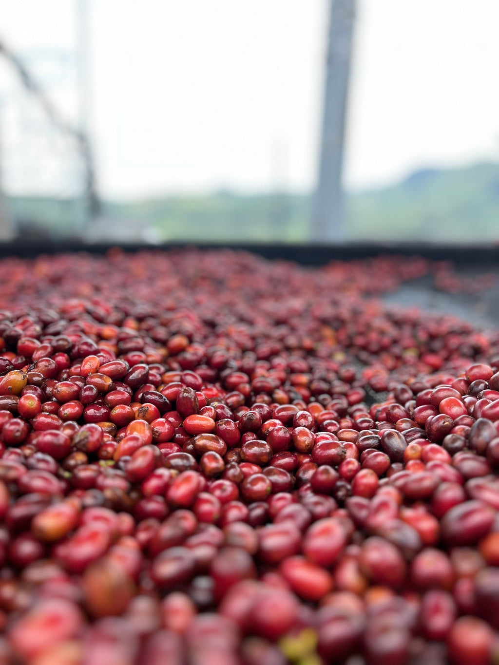 El Vergel Decaf (Natural), Colombia