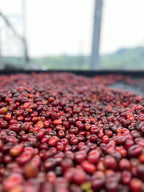 El Vergel Decaf (Natural), Colombia
