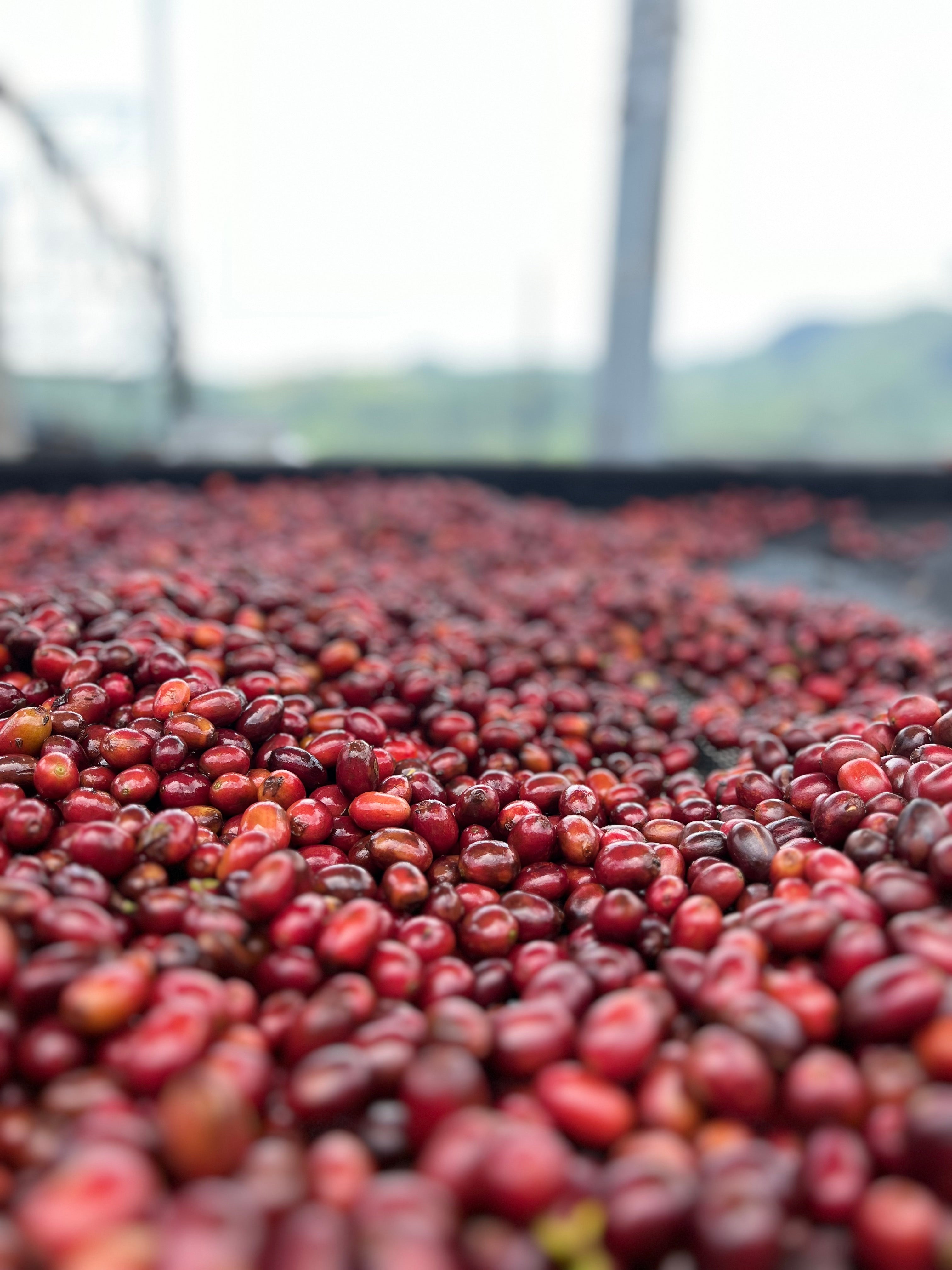 El Vergel Decaf (Natural), Colombia