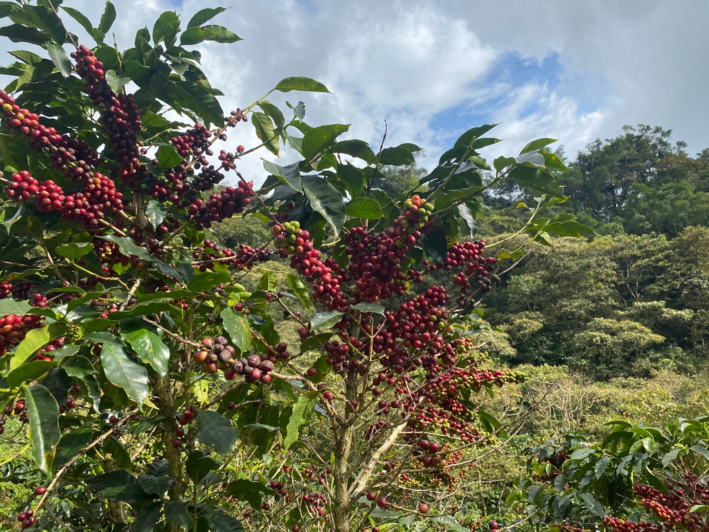 El Vergel Decaf (Natural), Colombia