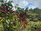 El Vergel Decaf (Natural), Colombia