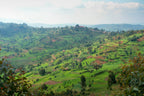 Giku (Honey), Burundi
