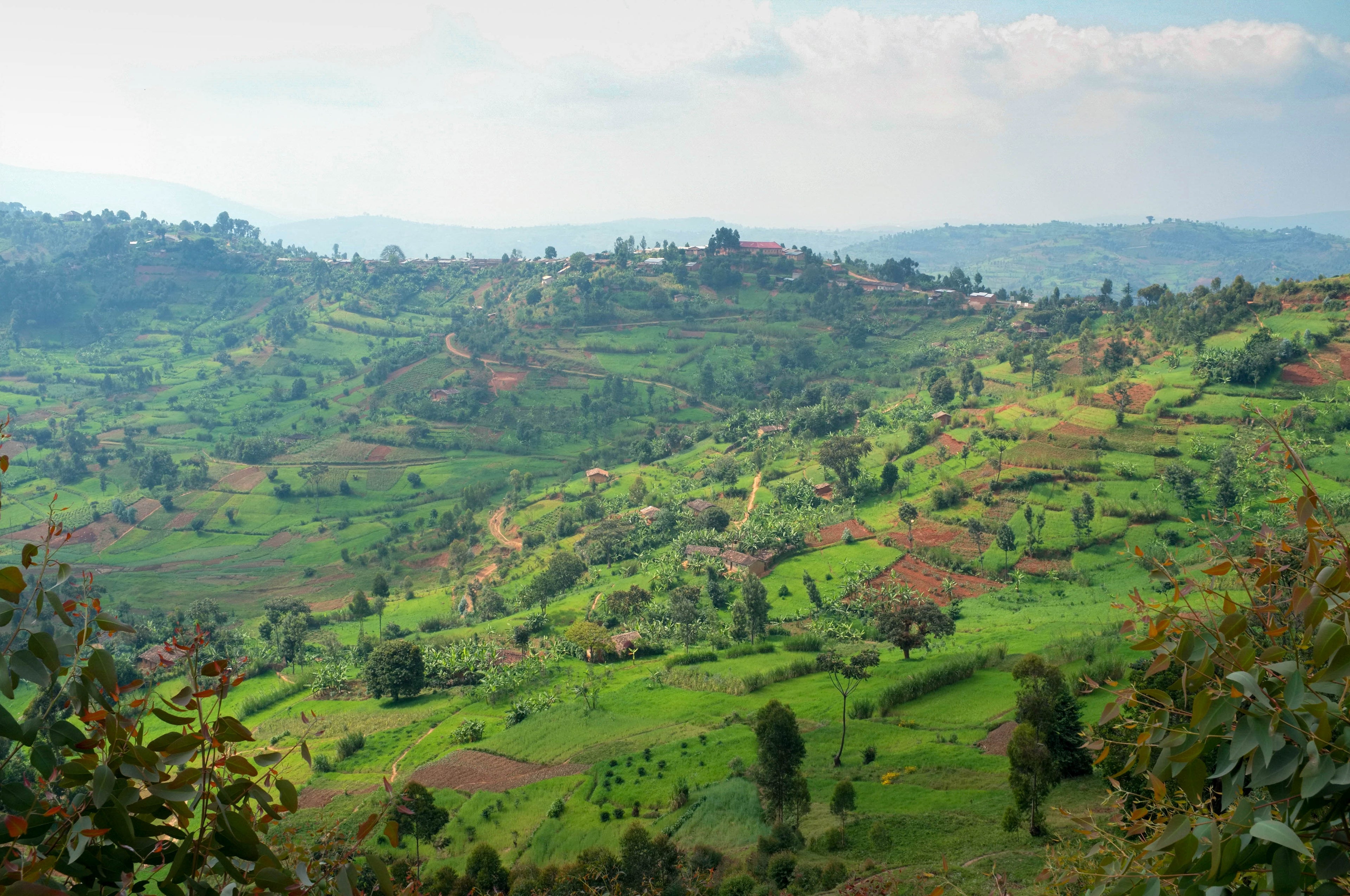Giku (Honey), Burundi