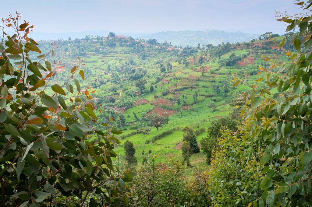 Giku (Honey), Burundi