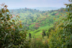 Giku (Honey), Burundi