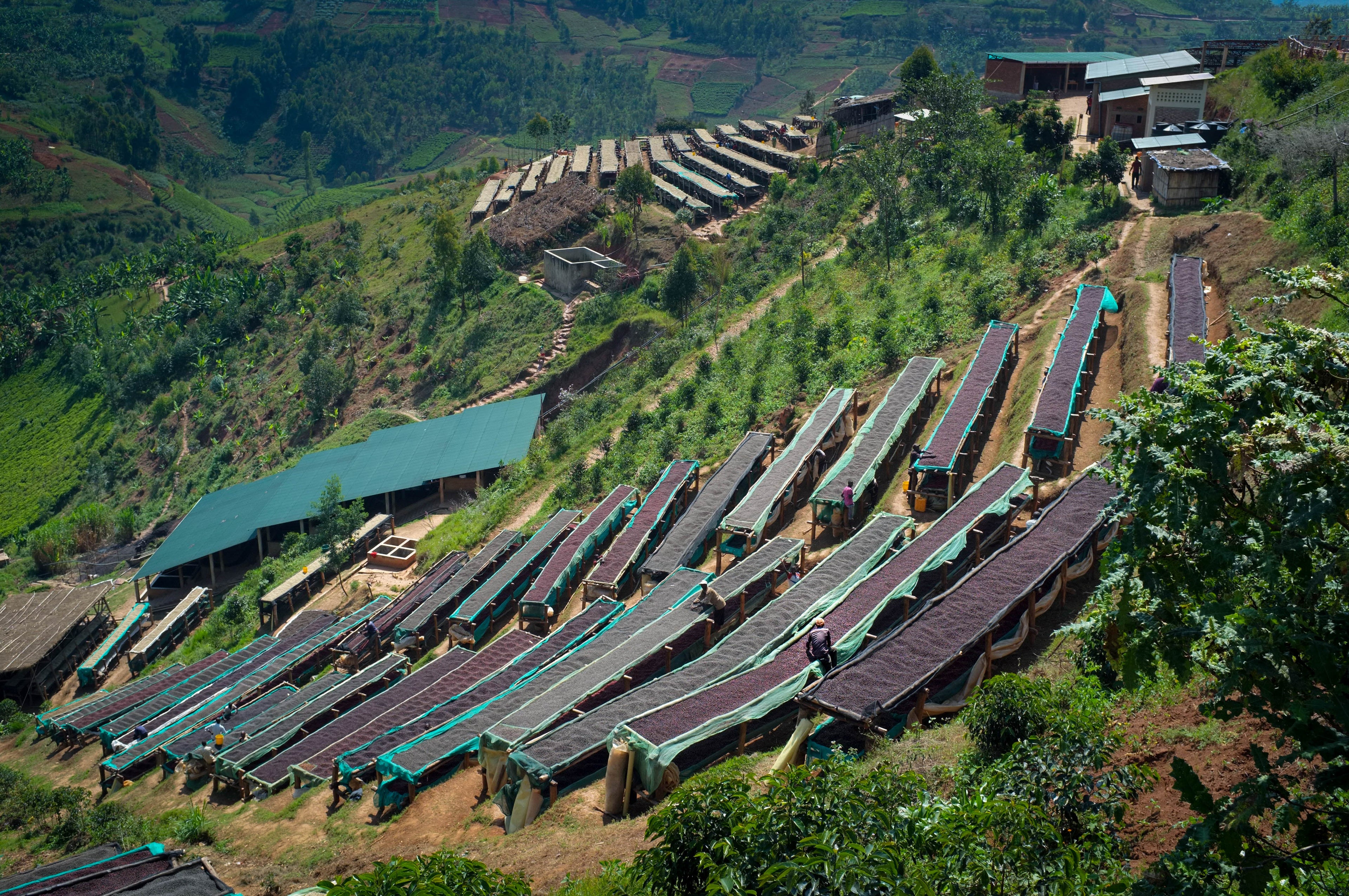 Giku (Honey), Burundi