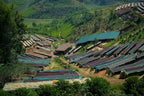 Giku (Honey), Burundi