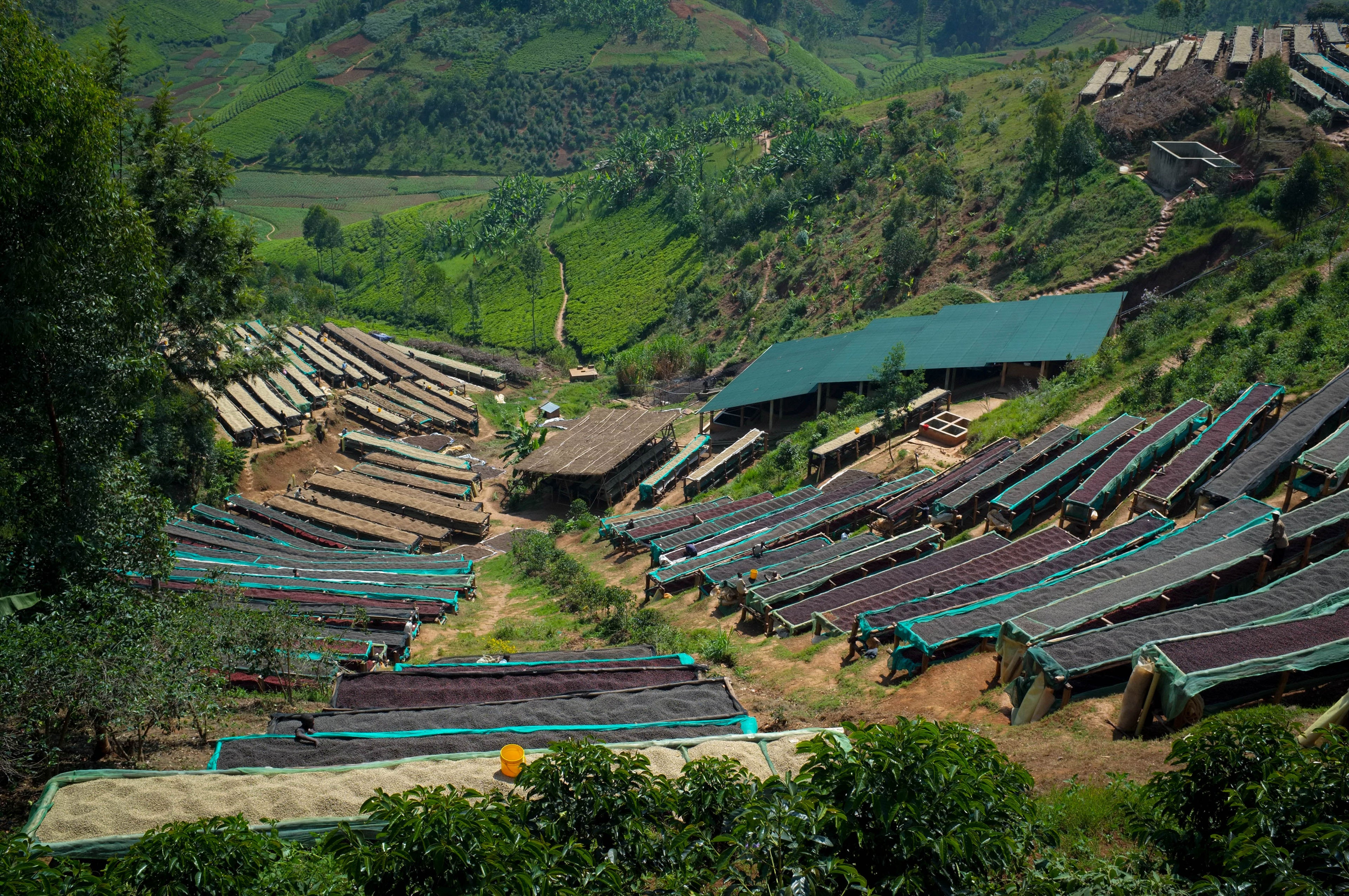 Giku (Honey), Burundi