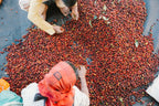 Kerehaklu, India