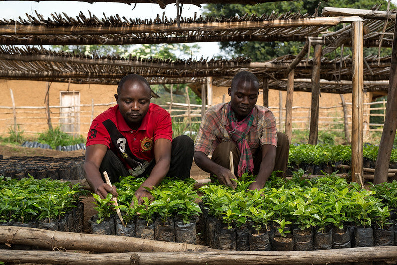 Kisunga, D.R.Congo
