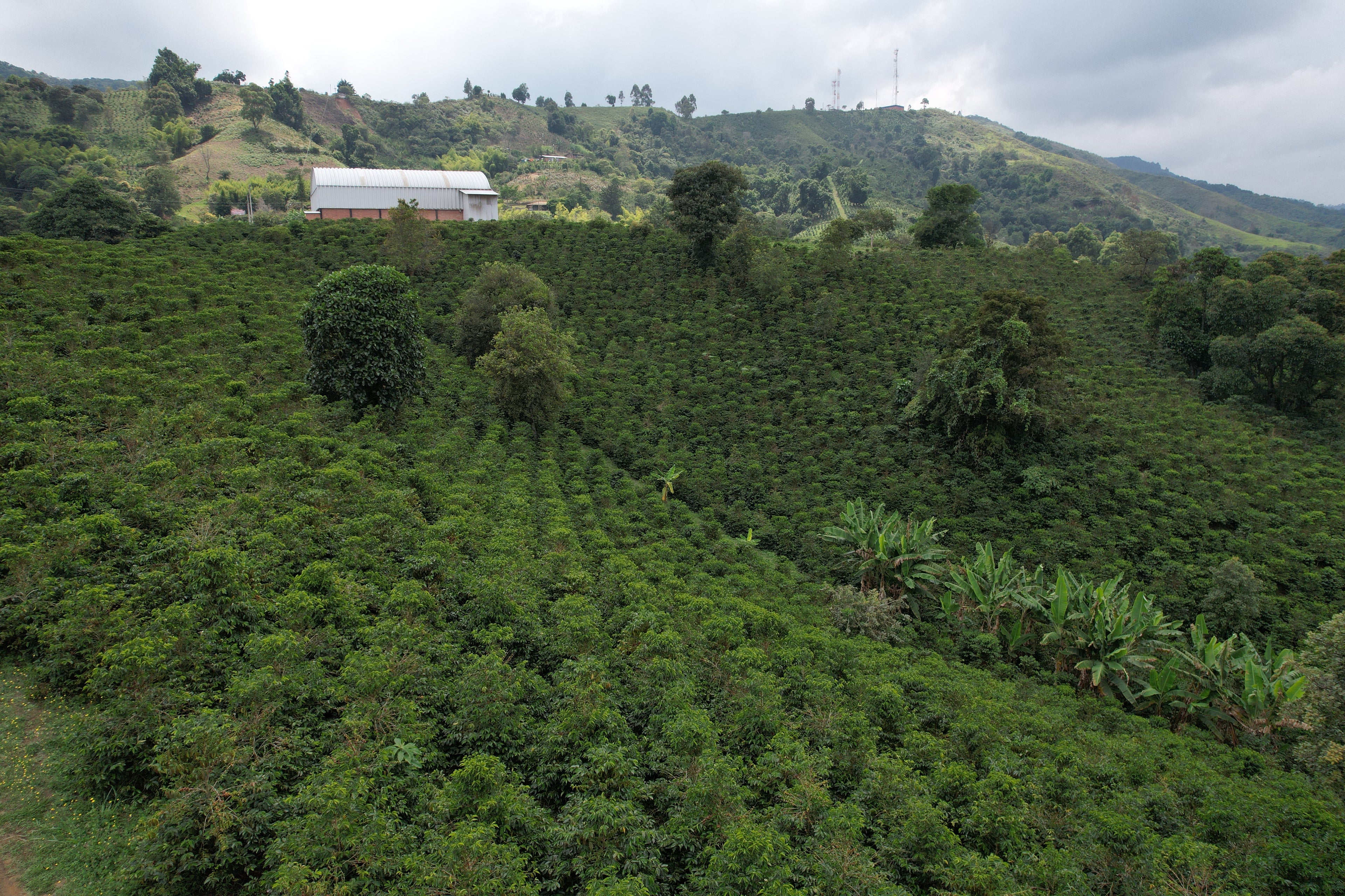 La Macarena Decaf, Colombia