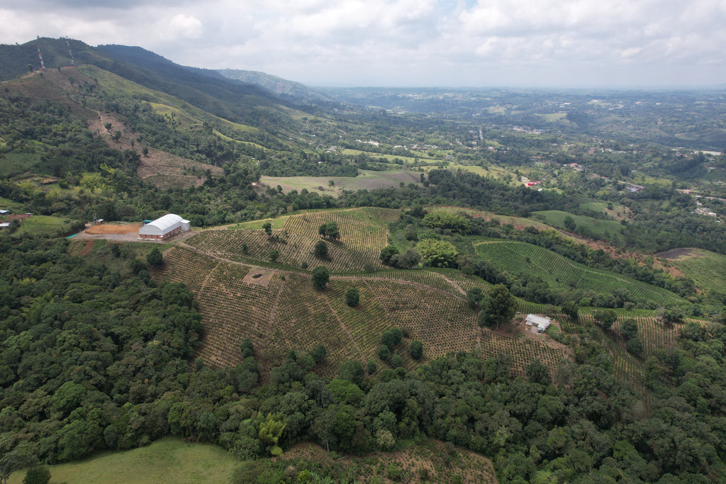 La Macarena Decaf, Colombia