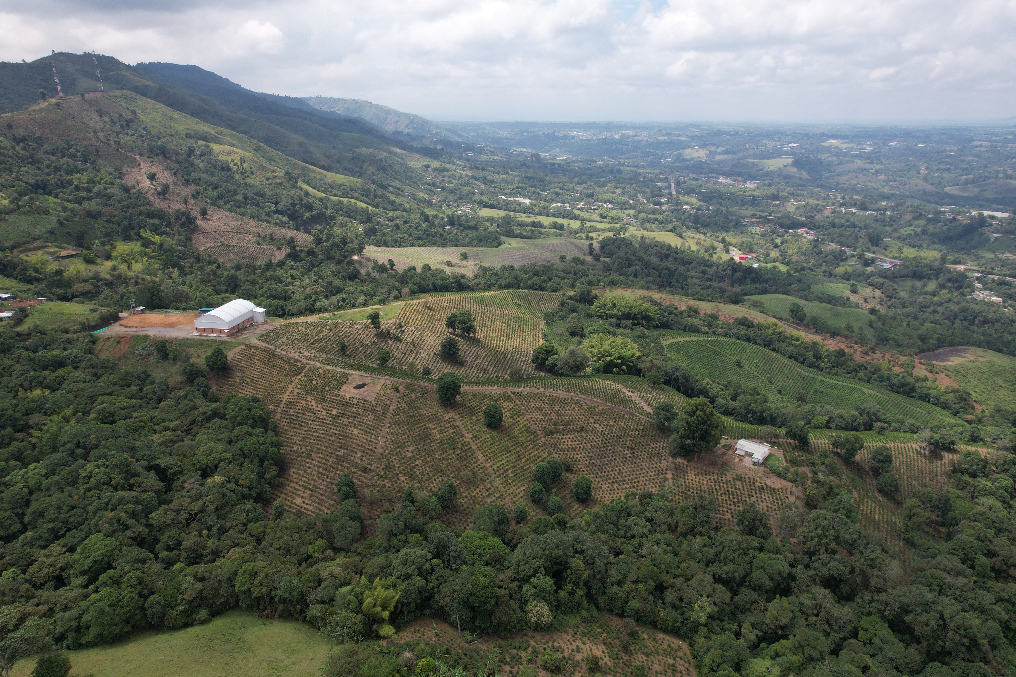 La Macarena Decaf, Colombia
