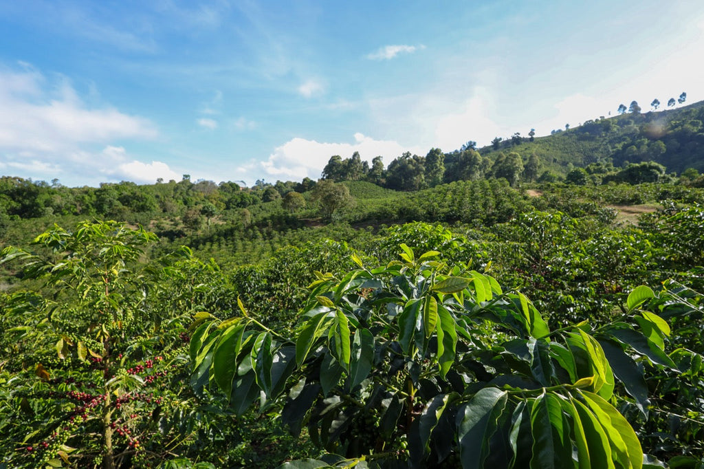 La Macarena Decaf, Colombia