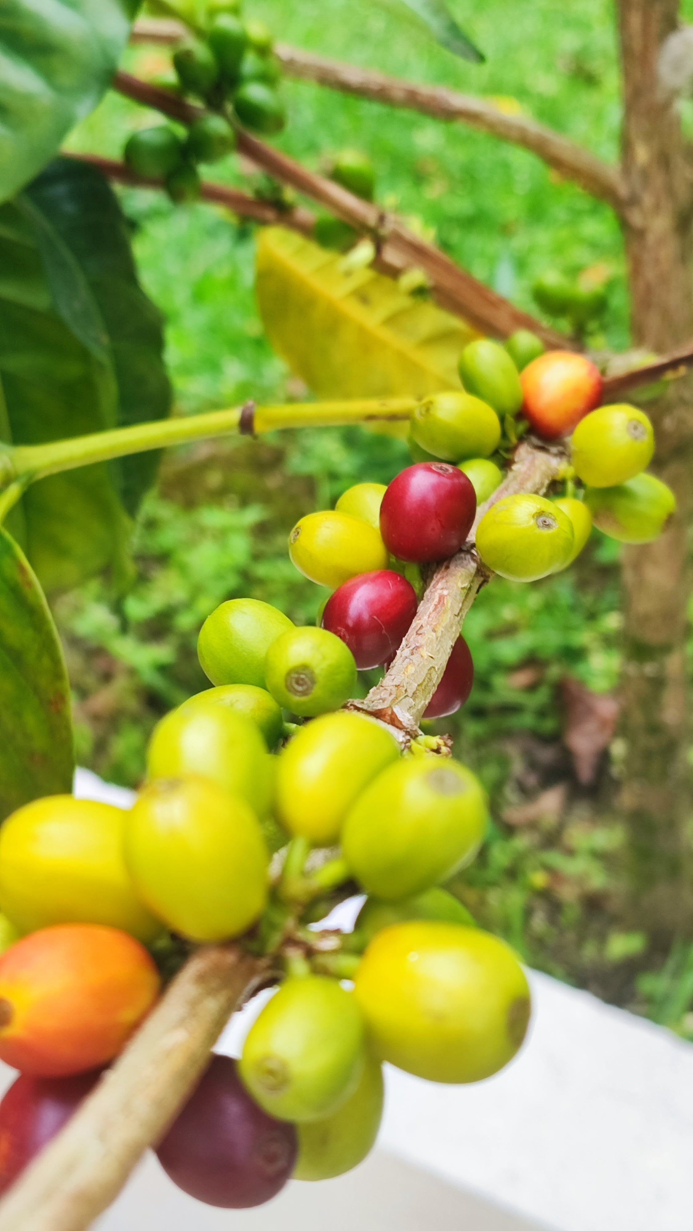 La Macarena Decaf, Colombia