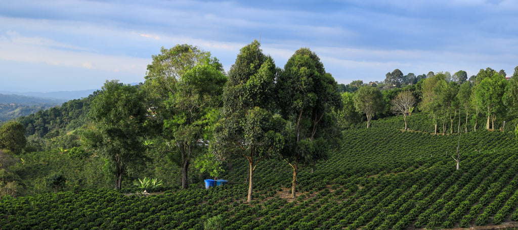 La Macarena Decaf, Colombia