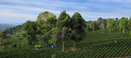 La Macarena Decaf, Colombia