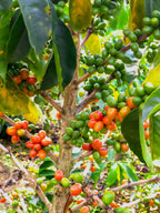 La Macarena Decaf, Colombia