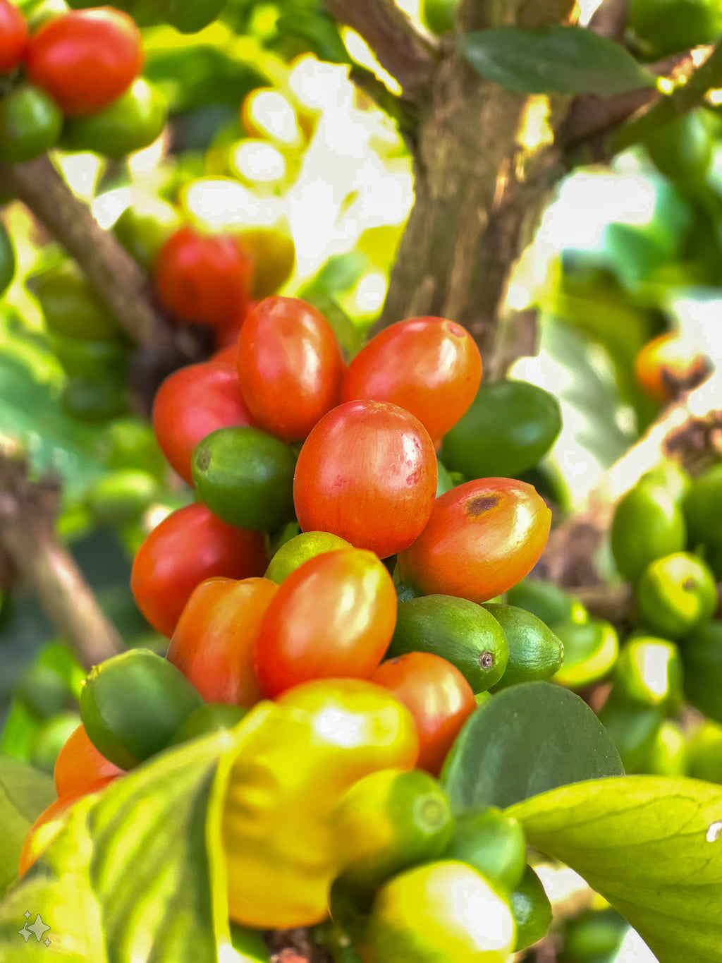 La Macarena Decaf, Colombia