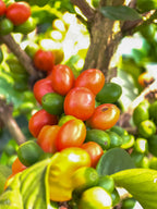 La Macarena Decaf, Colombia