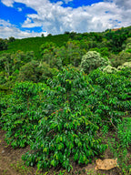 La Macarena Decaf, Colombia
