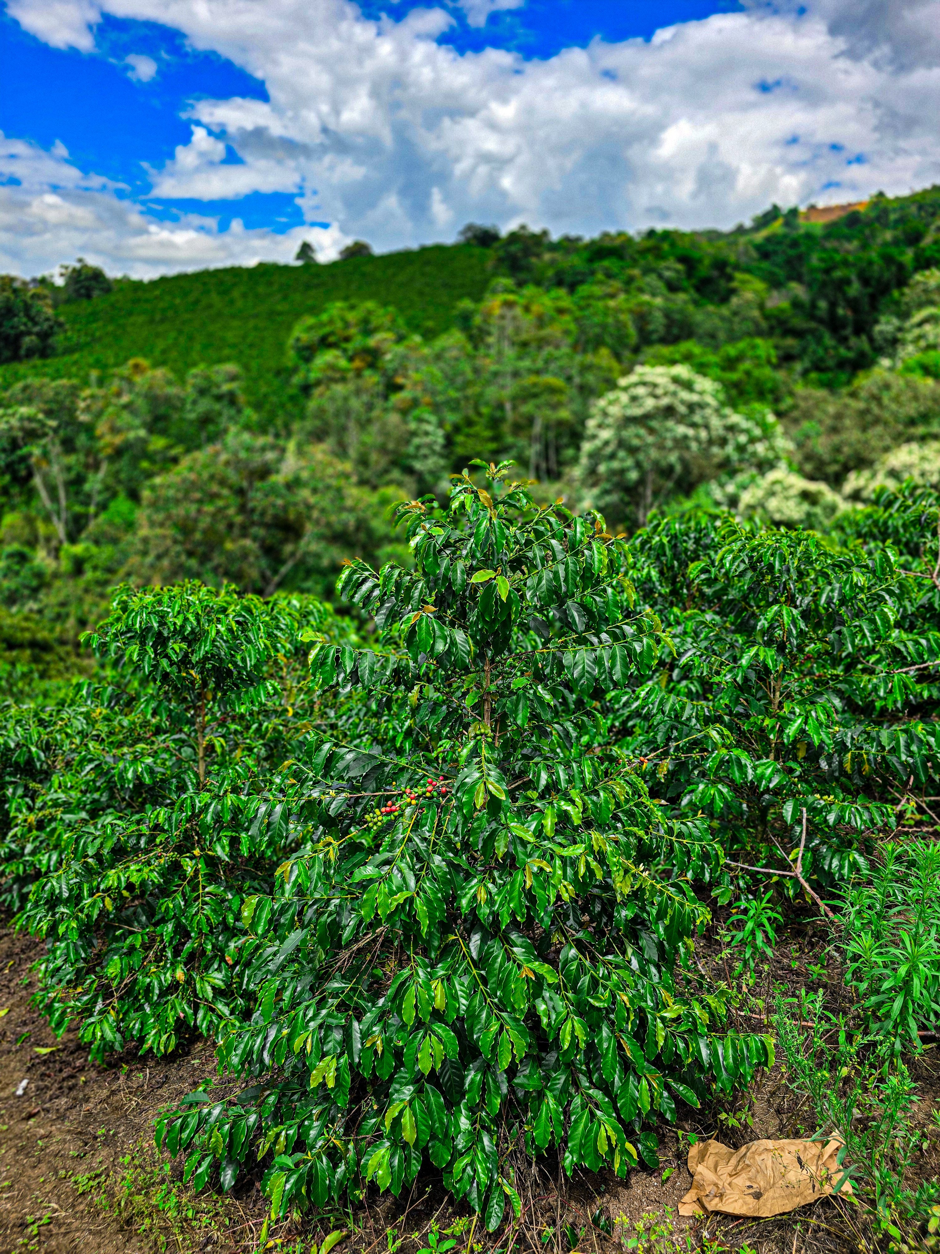 La Macarena Decaf, Colombia