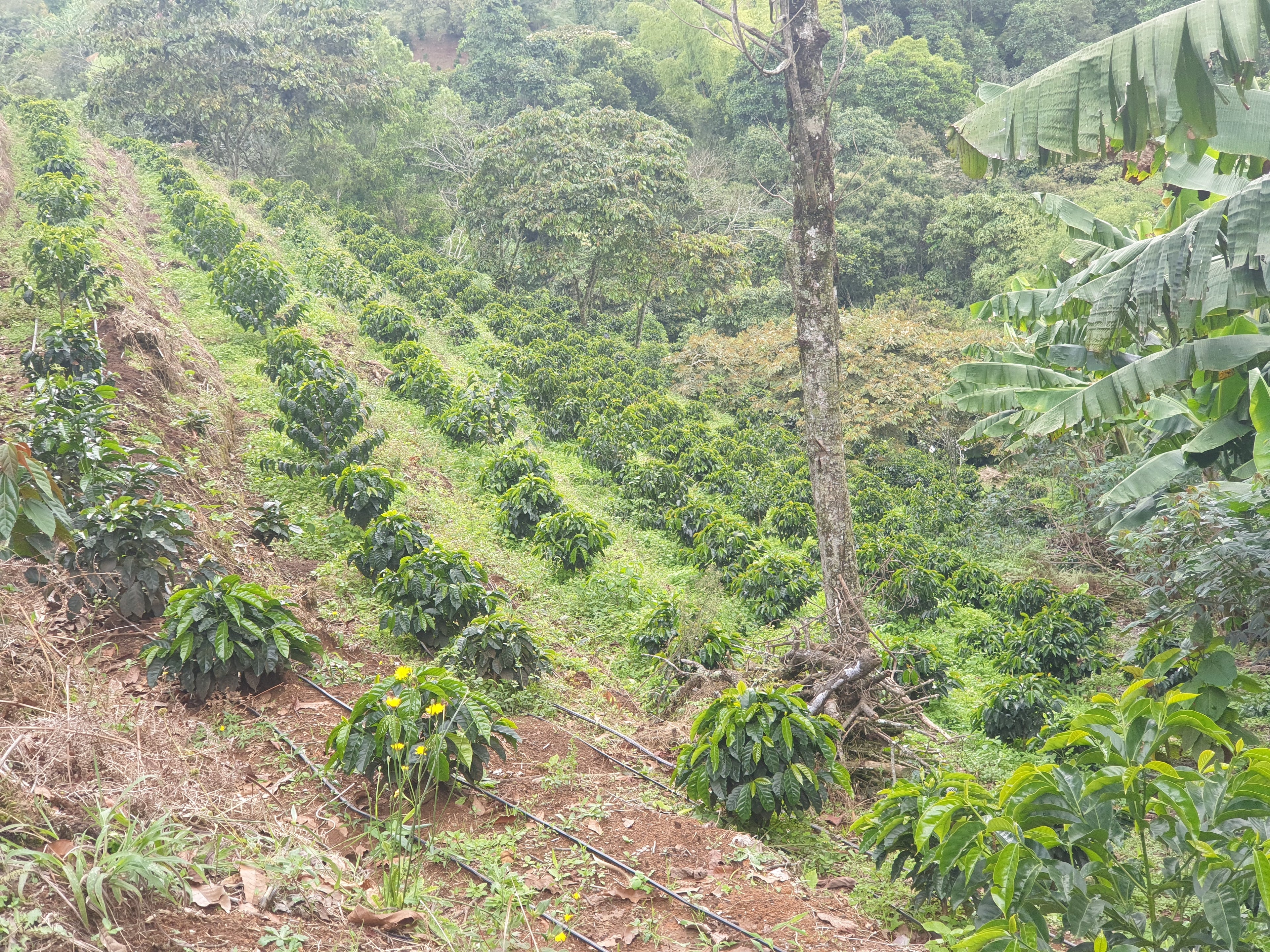 La Macarena Decaf, Colombia