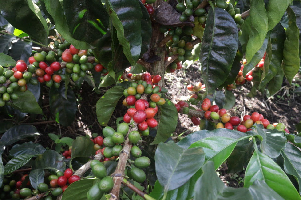 La Macarena Decaf, Colombia