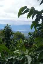 La Muralla, Colombia