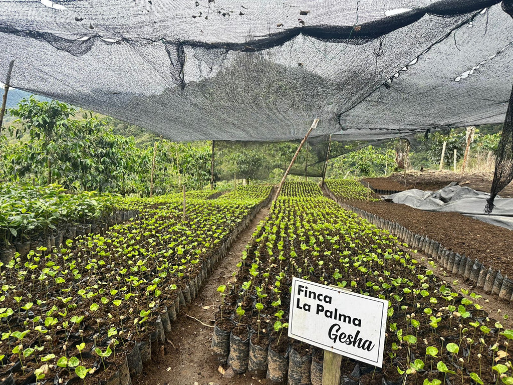 La Palma, Colombia