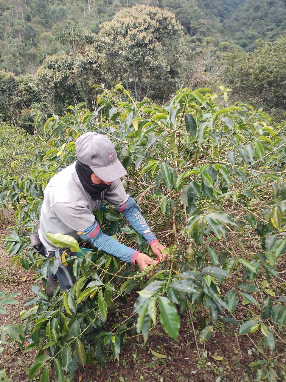 La Palma, Colombia