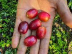 La Palta, Perú