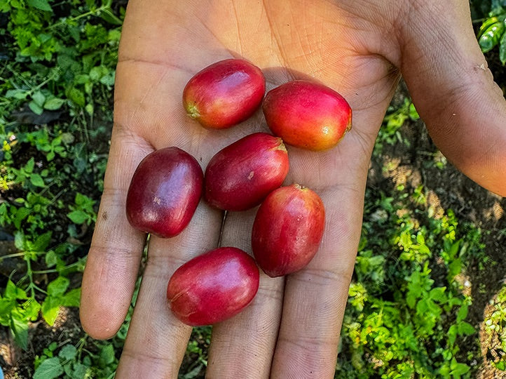 La Palta, Perú