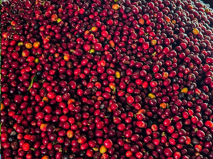 La Palta, Perú